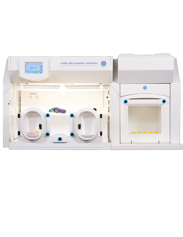 Whitley A85 Workstation